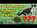 Inilah 3 Kelemahan Rumput Jepang yang Sering Dialami