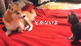 【柴犬　子猫】頑固な柴犬。彼の意志は石より固い？