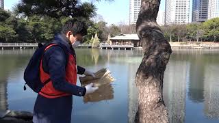 浜離宮恩賜庭園　春の訪れを担う毎年の菰外し