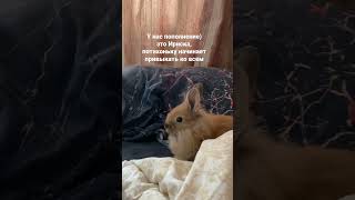 О чем вам рассказать?#кролик #rabbit #милота #подпишись #bunny #рекомендации