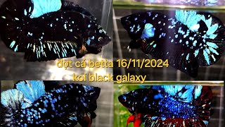 Đợt cá betta ngày 16/11/2024. Black blue galaxy tuyển chọn.