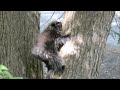 porcupine climbing tree in vt