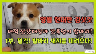 673. 복덩이 1부  덜컥! 발바리 새끼를 데려오다!