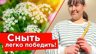 СНЫТЬ ИСЧЕЗНЕТ С УЧАСТКА! Как бороться со снытью и что делать, если никак не удается ее победить?