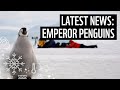 What’s the latest about emperor penguins? | Conservation News | Expert Talks | WWF