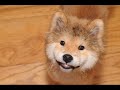 tee hee laughing animals ...wild and zany fun video