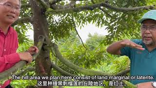 KAEDAH BUSUT, POKOK TUMBANGMOUNDING TECHNIQUE, FALLEN TREE土丘技术，倒下的树