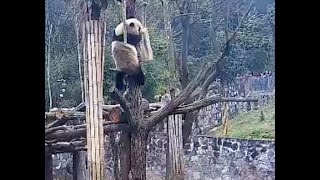 Bao Bao A Surprise