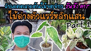 อัปเดตราคาต้นไม้ @ตลาดต้นไม้สวนจตุจักร EP.25(Part 1)