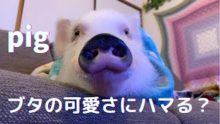 【マイクロブタ】ブタの可愛さを伝える♫[Micro pig] Communicating the cuteness of pigs ♫