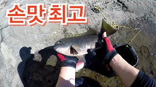 4짜 벵에돔 5짜 ?? 역시 손맛 최고 Opaleye fishing