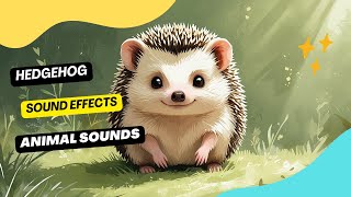 Hedgehog Sound Effects / 10 Min