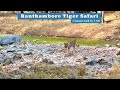 Best place in India for guranteed Tiger Spotting | Ranthambore National Park, Tiger safari