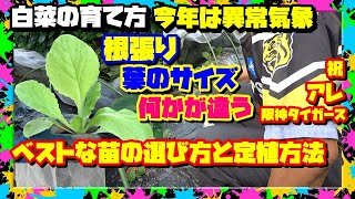 【白菜栽培】その苗の選び方間違ってませんか？よく育つ定植方法