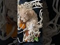 라면먹는 앙꼬 maltipoo dogshorts puppy