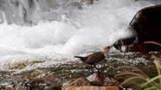 Dippers in the Altai lll   Feeding the nestlings