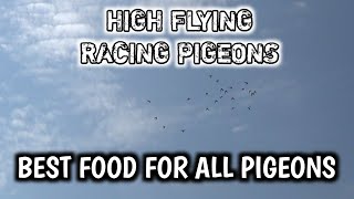 ಎಲ್ಲಾ ವಿಧದ ಪಾರಿವಾಳಗಳಿಗೆ ಅತ್ಯುತ್ತಮ ಆಹಾರ | Best food for racing pigeons in all season.