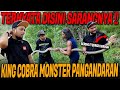 ULAR KING COBRA TEROR WARGA PANGANDARAN‼️1 ORANG TEW4S JADI KORBAN