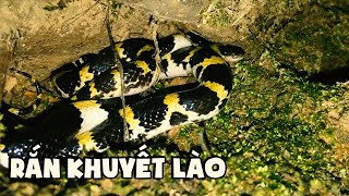 Rắn Khuyết Lào - Lycodon laoensis - Laotian wolf snake wild life