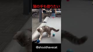 猫の手も借りたい #shorts