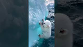 Polar Bear Try For Rescue at Atlantic Glacier  #cute