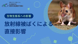 生物生態系への影響　「放射線被ばくによる直接影響」