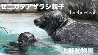 親子でのんびり上野動物園ゼニガタアザラシ【にく丸】/A harbor seal Nikumaru at Ueno Zoo where parents and children can relax