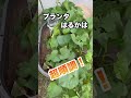 プランター栽培さつまいもがもっさりんこ！　 さつまいも　 プランター栽培　 家庭菜園　 べにあずま　 べにはるか　 鳴門金時