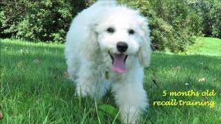 Barley, miniature poodle growing up first year