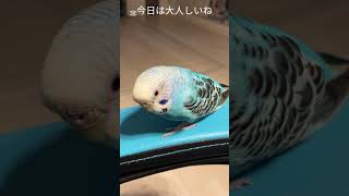 何を考えているの？そらちゃん🥰時を超えて来た？　#時を超えて来た #考える鳥 #セキセイインコ #可愛い #shorts