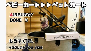 中古で買ってきたベビーカーをペットカートにしてみた【AIRBUGGY DOME3】Italian Greyhound