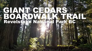 Mount Revelstoke National Park | British Columbia Canada | Giant Cedars Boardwalk Trail Walk