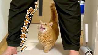 飼い主がトイレから出てくると詰め寄って甘えてくる猫！