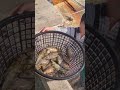 澎湖定置網最新鮮漁獲 滿滿活跳臭肚 象魚 竹莢魚 臭肚 象魚 竹莢魚 巴朗 定置網 fishmarket seafood penghu