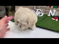 犬の家イオン浜松西店　【ハーフ犬（トイプードル×マルチーズ）】　【no.123108】