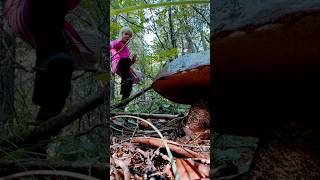 Bolete | Porcini | Mushroom Hunting #shorts Boletus edulis #mushroom #forest #foraging #fungi