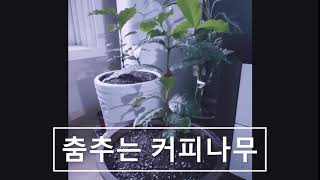 바람따라 춤추는 커피나무 / Coffee tree