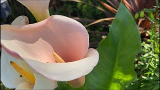 Каллы Цветные Эфиопские FLAMINGO Calla Lily Zantedeschia Aetchiopica Flamingo в моем саду в Лондоне