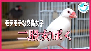 二股をかけるモテモテな文鳥女子