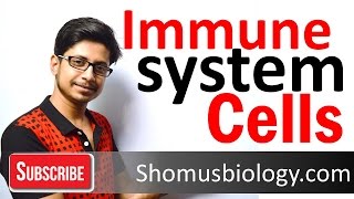 Cells of immune system