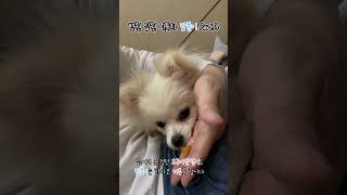 병원 입원 이틀차 - 간식도 거부하는 밥풀  #강아지 #강아지일상 #반려견 #댕댕이