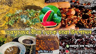 তরমুজের বীজ থেকে চারা উৎপাদন#তরমুজ চাষ পদ্ধতি।তরমুজের বীজ অঙ্কুরোদগম#watermelon farming.#melon farm🍉