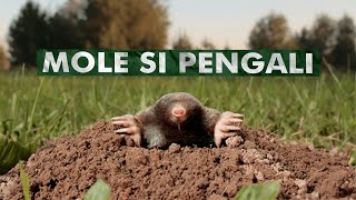 Penggali Dan Pembuat Terowongan Hebat | Tikus Tanah Mole