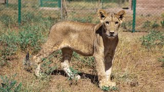 Much Anticipated Arrival of Kandaka and Mansour at the Sudan Animal Rescue Centre