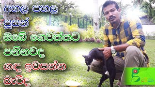 140 අහල පහල හොර පූසන් කැත කරන්නේ ඔබේ වත්තෙද? protect your garden from cats