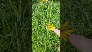 Meadow Salsify, Medicinal Edible Flower