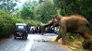 Kerala elephant 🐘 attack humans | Elephant attack