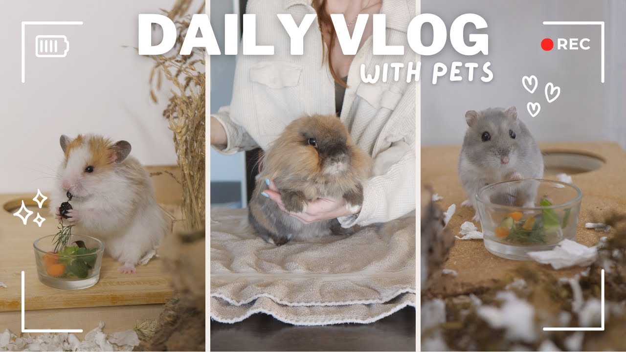 A Regular Day With Pets Pet Vlog Youtube
