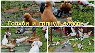 Голуби тренировка дождь = здоровье