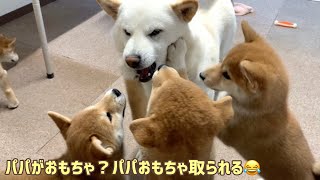 チビーズと柴犬夫婦のおもちゃの取り合いが何とも可愛らしい♪